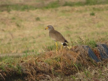 Grey-headed Lapwing 奈良県天理市南六条付近 Fri, 4/17/2020