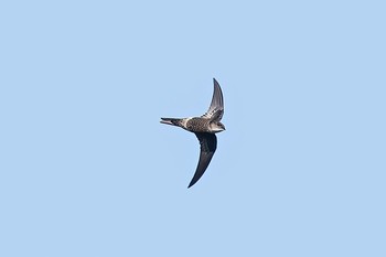 Pacific Swift 武山 Wed, 9/23/2015