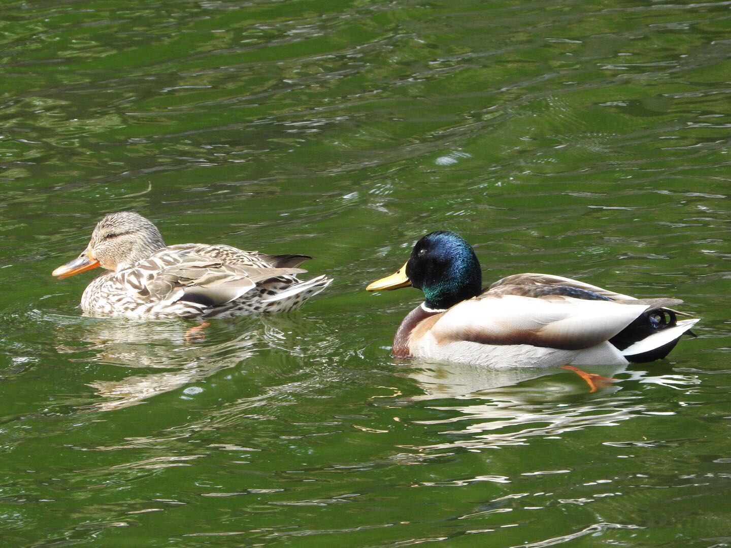 常盤公園 マガモの写真