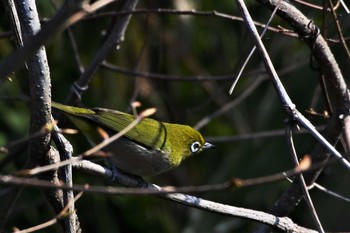 Warbling White-eye 新潟市 Fri, 4/17/2020