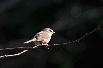 Japanese Bush Warbler 新潟市 Fri, 4/17/2020