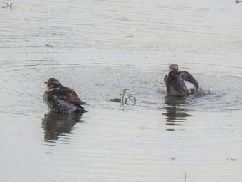 2020年4月17日(金) 大沼親水公園の野鳥観察記録