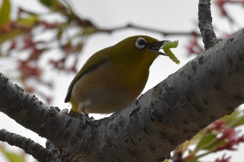 メジロ 播磨中央公園(兵庫県) 2020年4月17日(金)