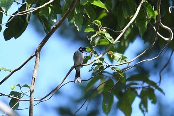 ミミジロカササギビタキ アイアンレンジ国立公園 2019年10月16日(水)