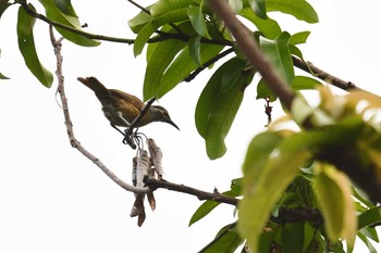 Tawny-breasted Honeyeater Iron Range National Park Wed, 10/16/2019