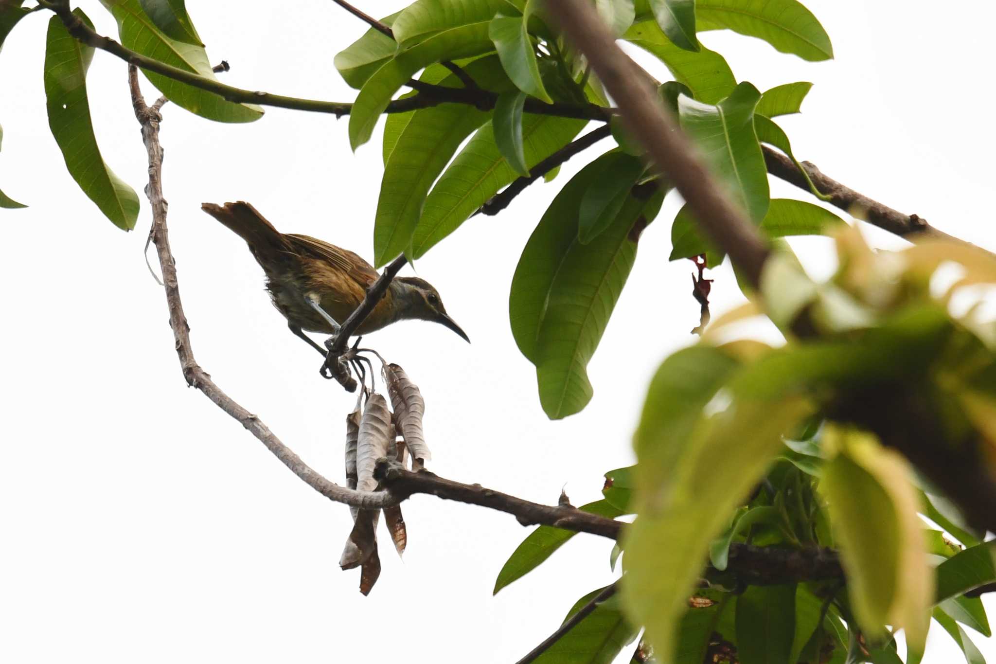 Photo of Tawny-breasted Honeyeater at Iron Range National Park by あひる