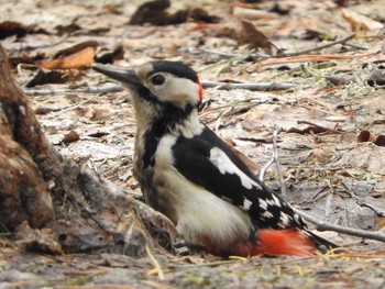 Great Spotted Woodpecker(japonicus) 常盤公園 Tue, 4/5/2016