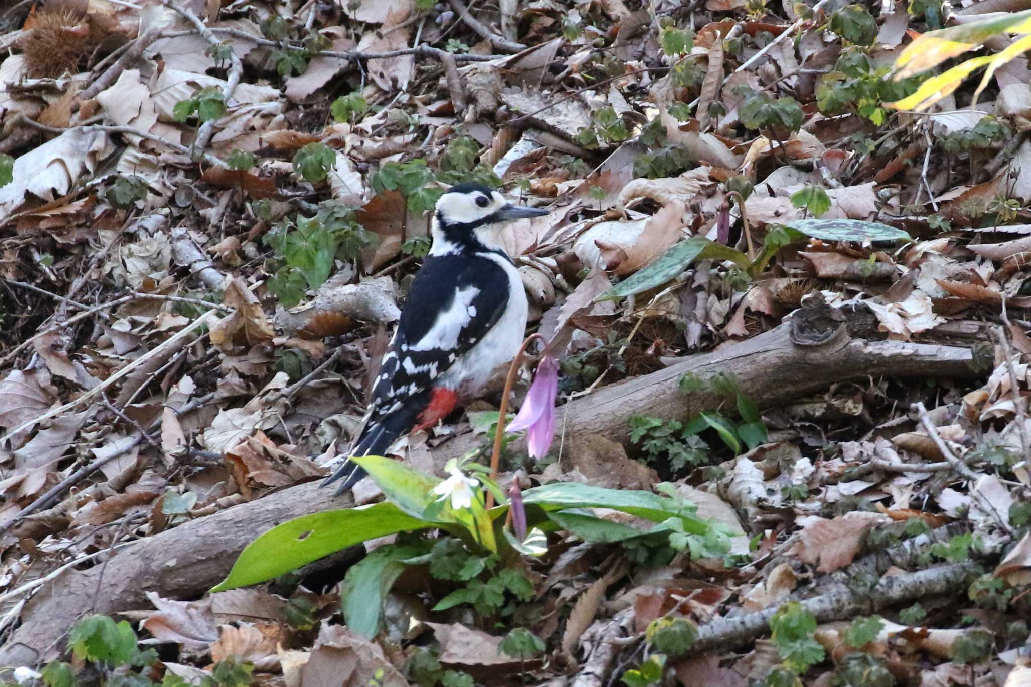 Great Spotted Woodpecker(japonicus)