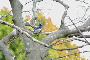 Blue-and-white Flycatcher Osaka Nanko Bird Sanctuary Fri, 4/17/2020