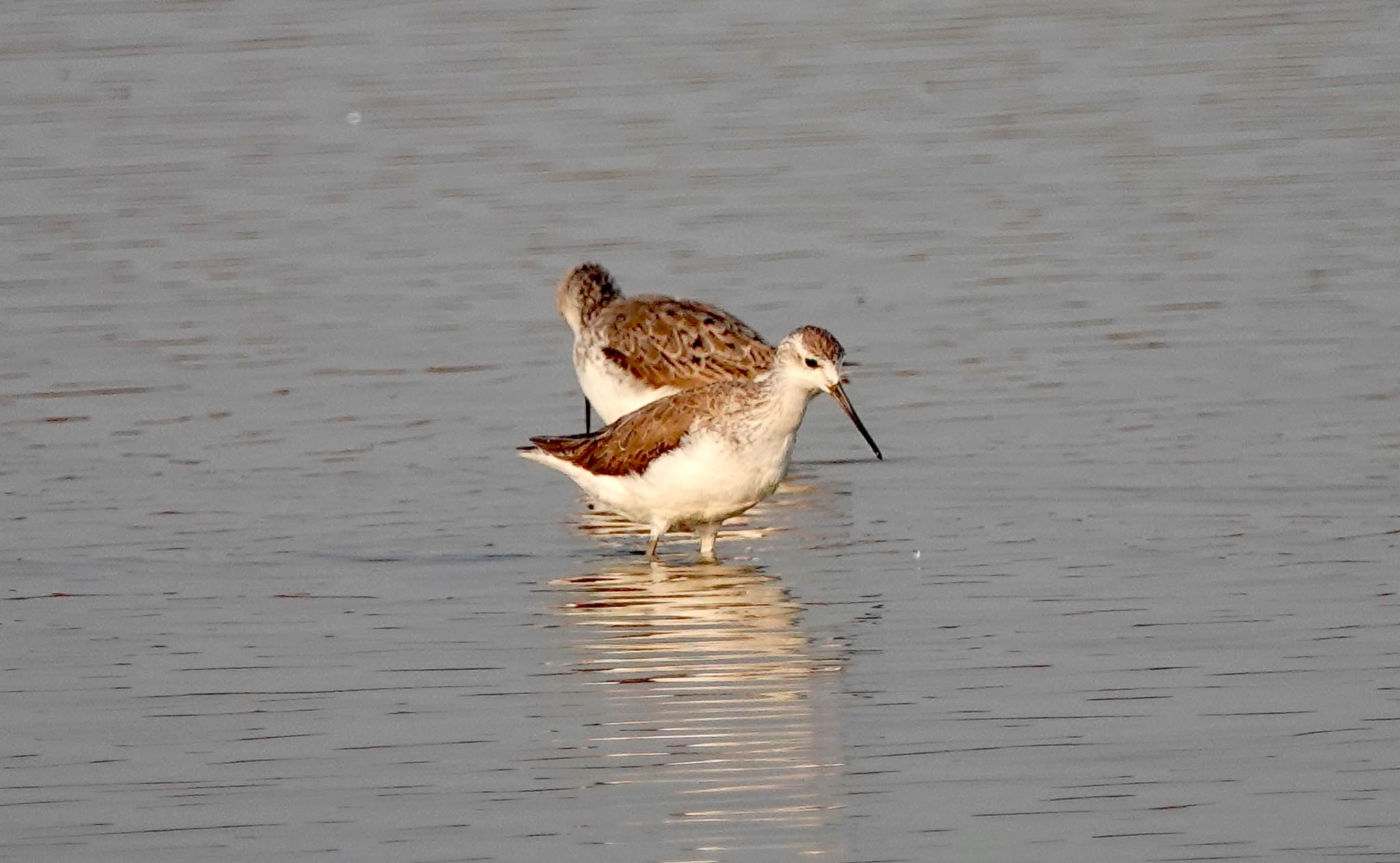 Marsh Sandpiper