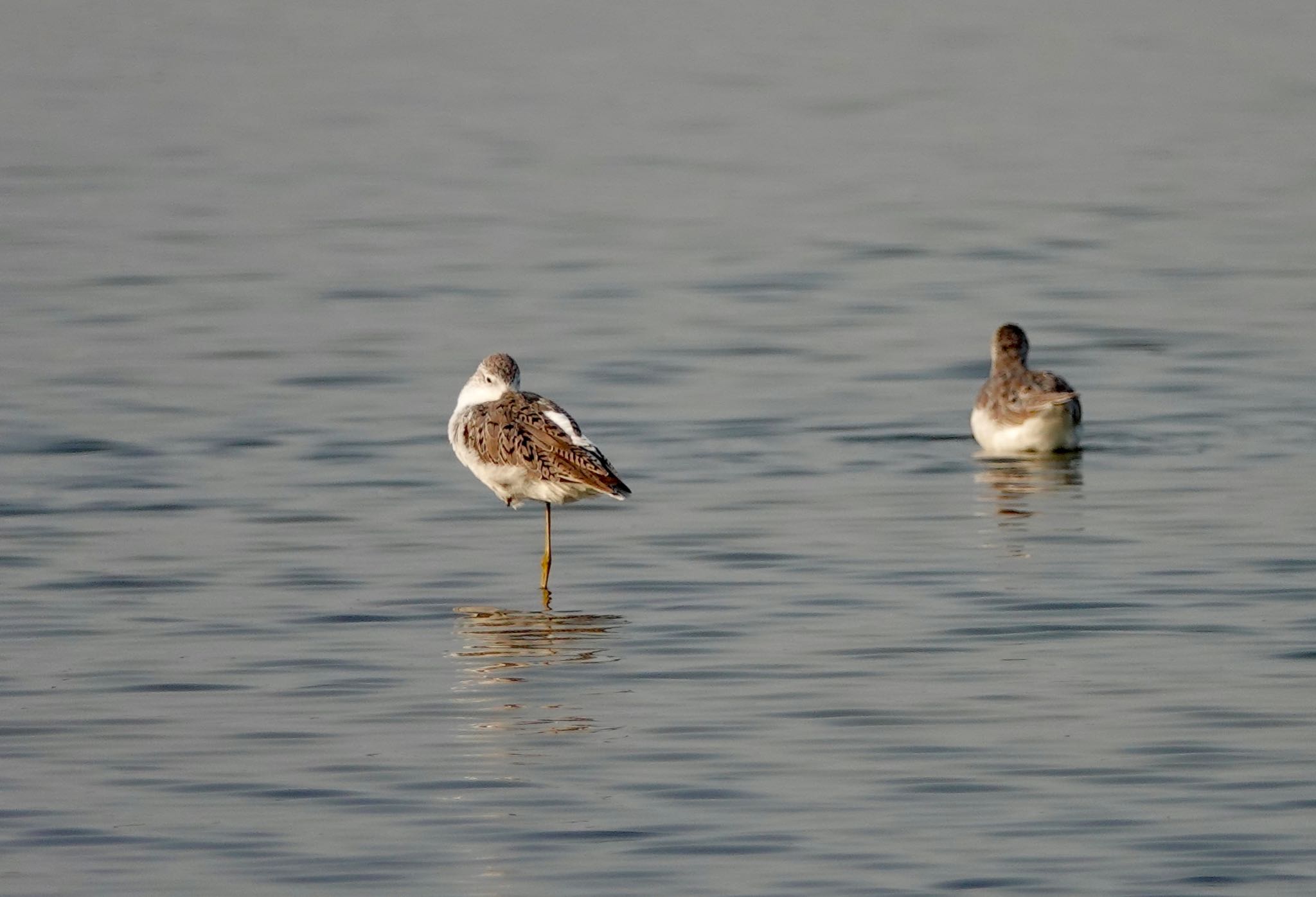 Photo of Marsh Sandpiper at タイ中部 by のどか