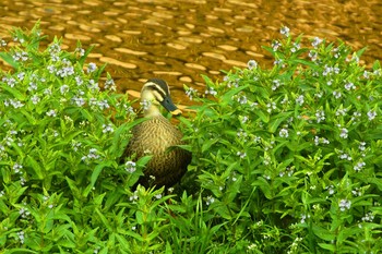 Eastern Spot-billed Duck Nogawa Sun, 4/5/2020