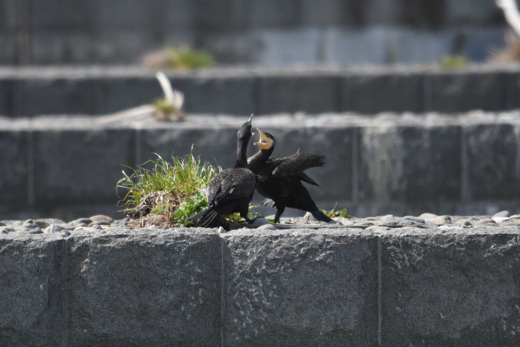 多摩川 カワウの写真 by あひる