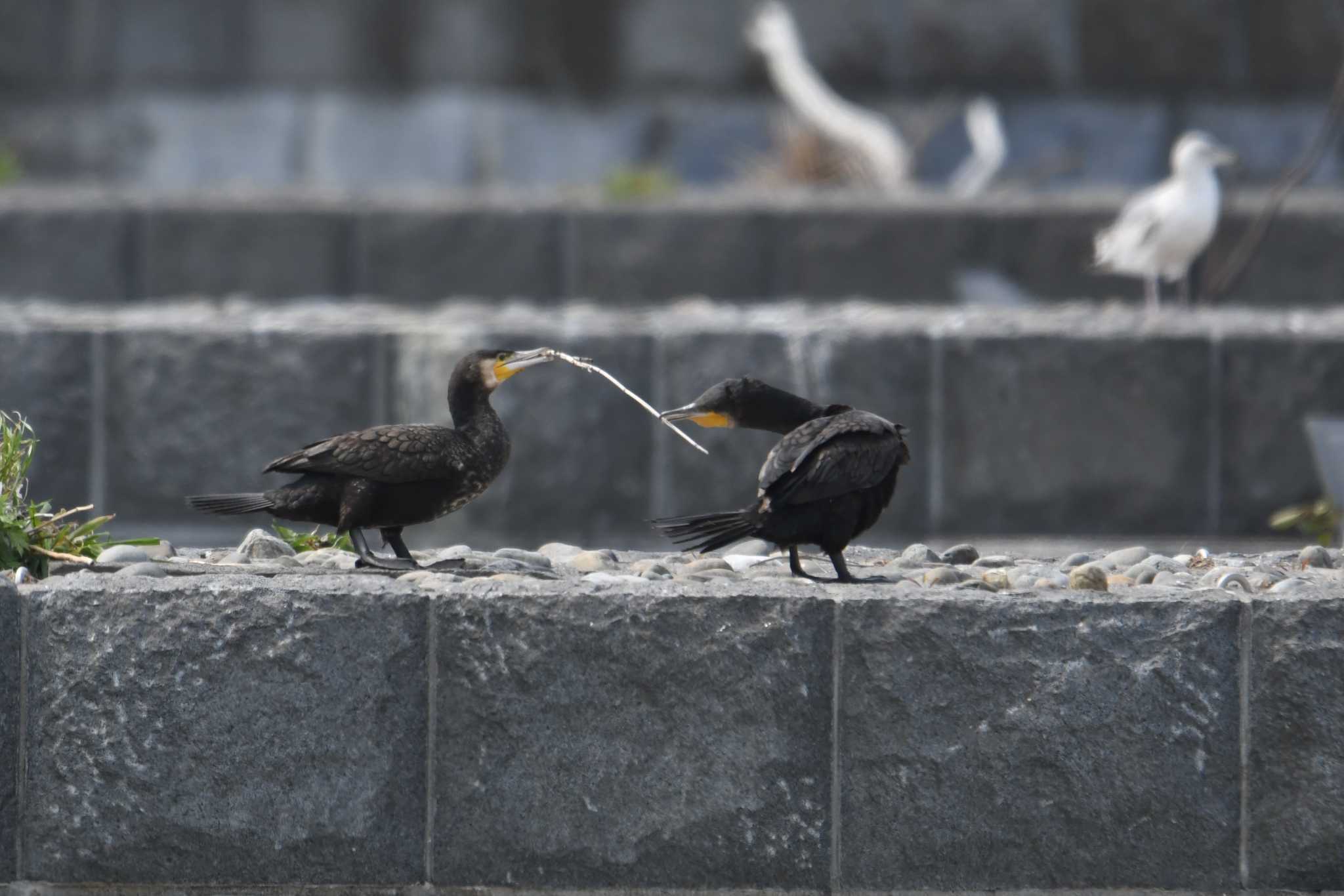 多摩川 カワウの写真 by あひる