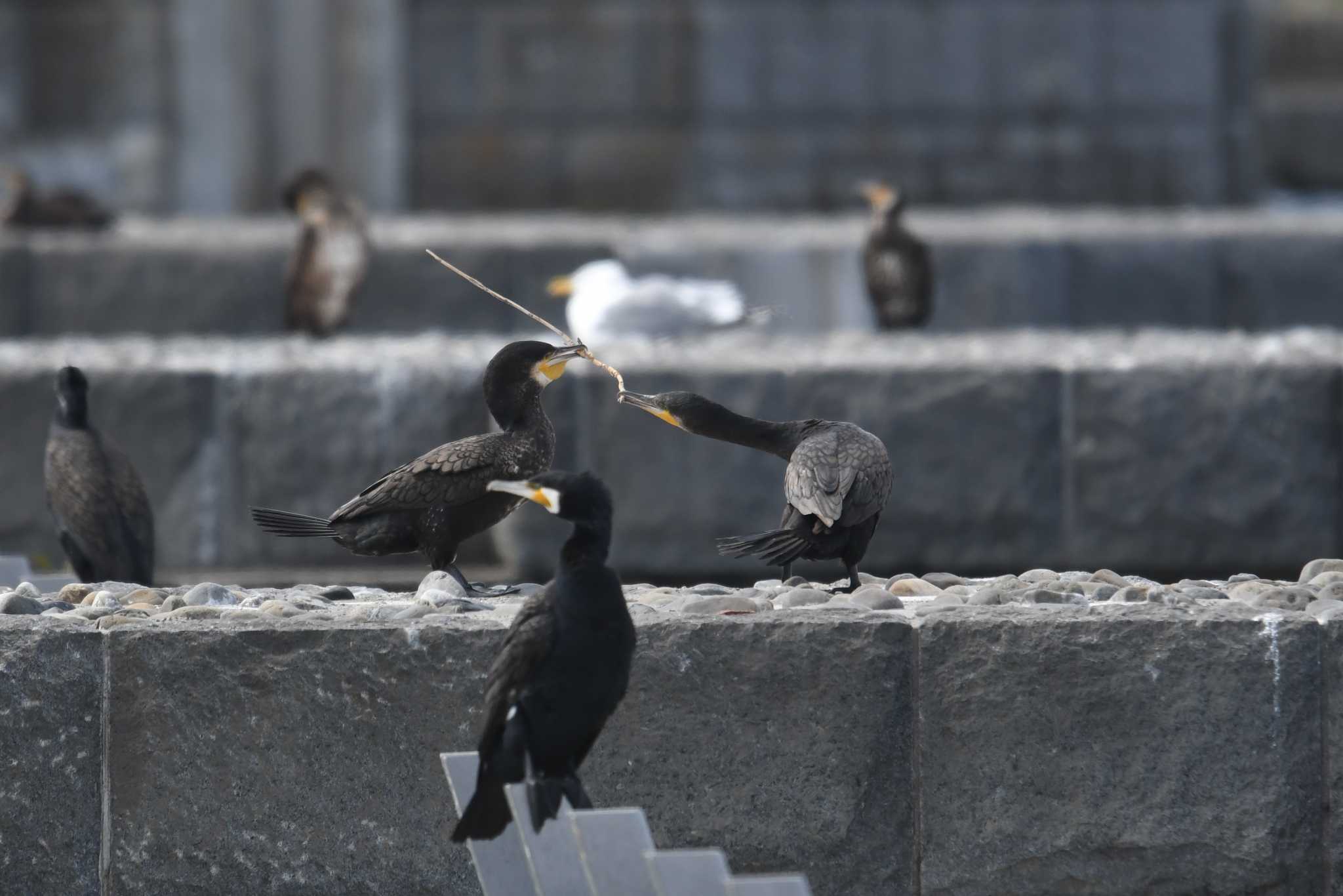 Great Cormorant