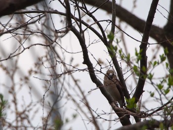 Hawfinch 浅羽野 Sun, 4/5/2020