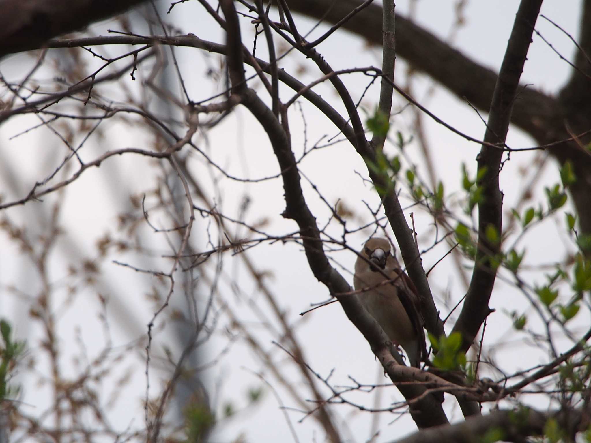 Photo of Hawfinch at 浅羽野 by mk623