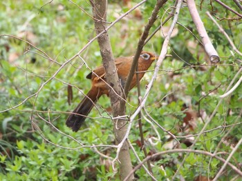 2020年4月5日(日) 浅羽野の野鳥観察記録