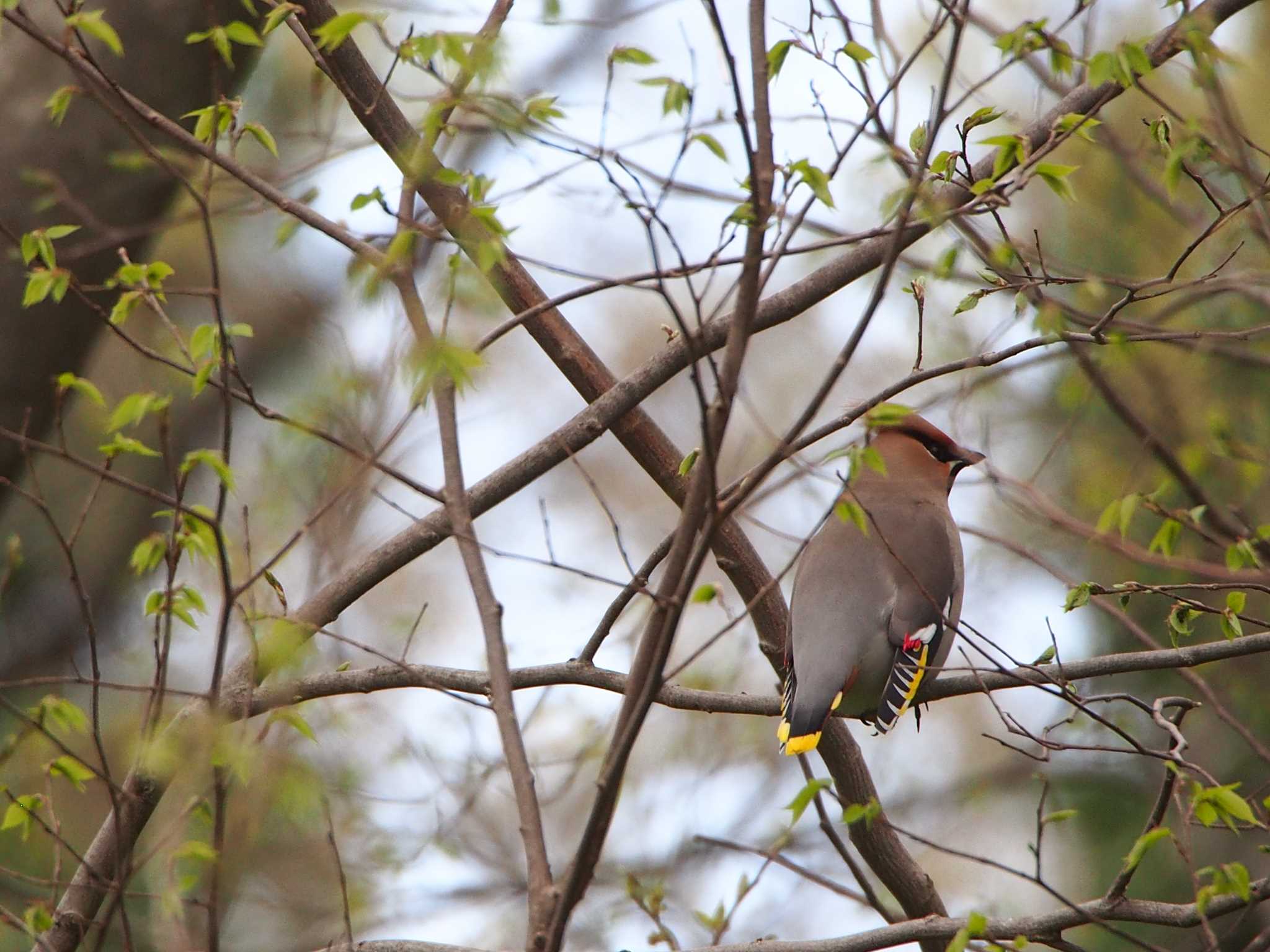 Photo of Japanese Waxwing at 浅羽野 by mk623