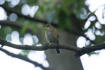 ルリビタキ 座間谷戸山公園 2016年4月6日(水)