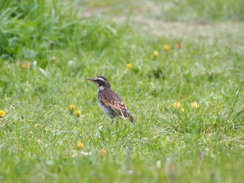 Dusky Thrush 浅羽野 Sun, 4/5/2020