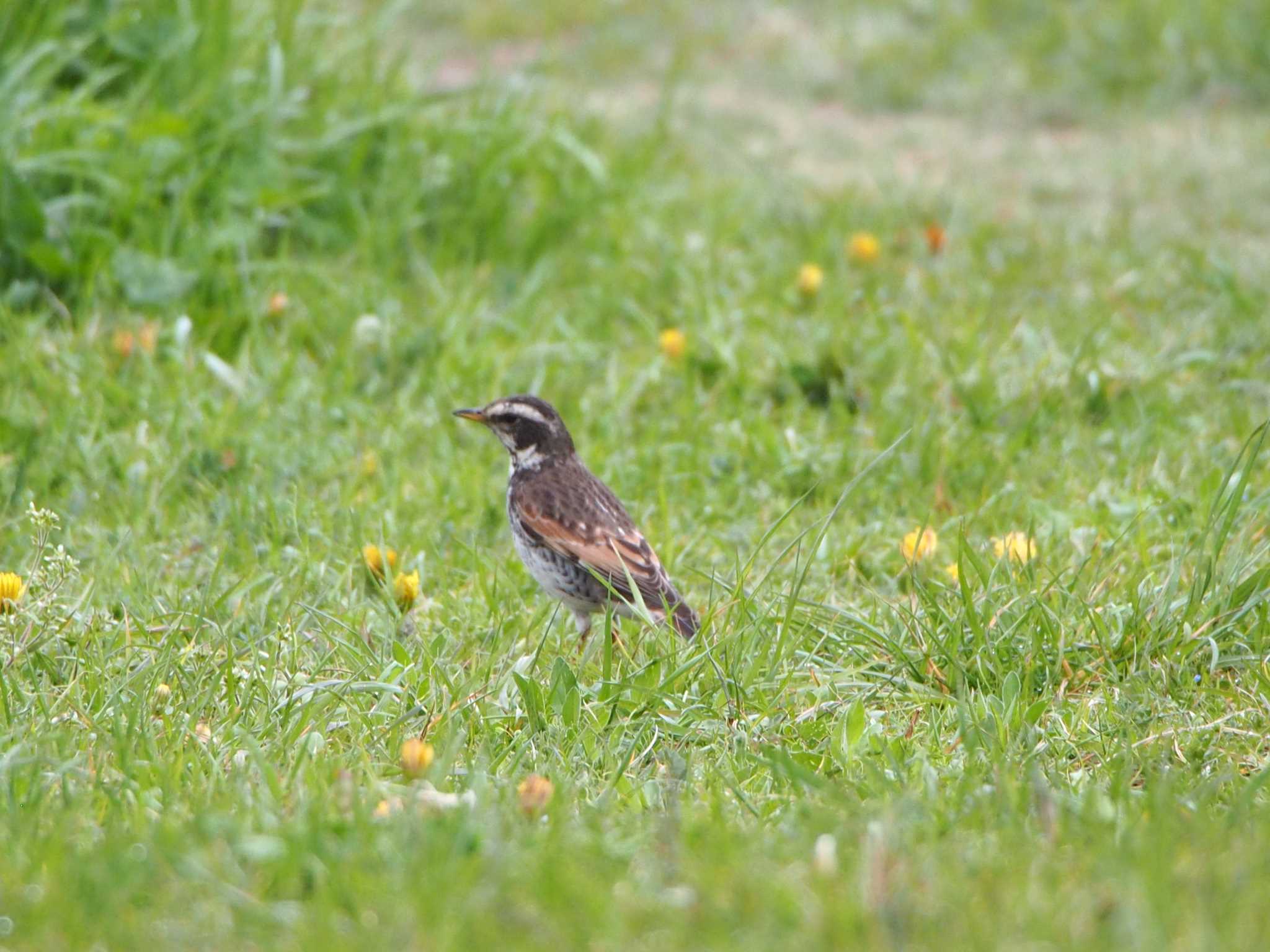 Photo of Dusky Thrush at 浅羽野 by mk623