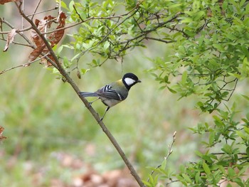 Japanese Tit 浅羽野 Sun, 4/5/2020