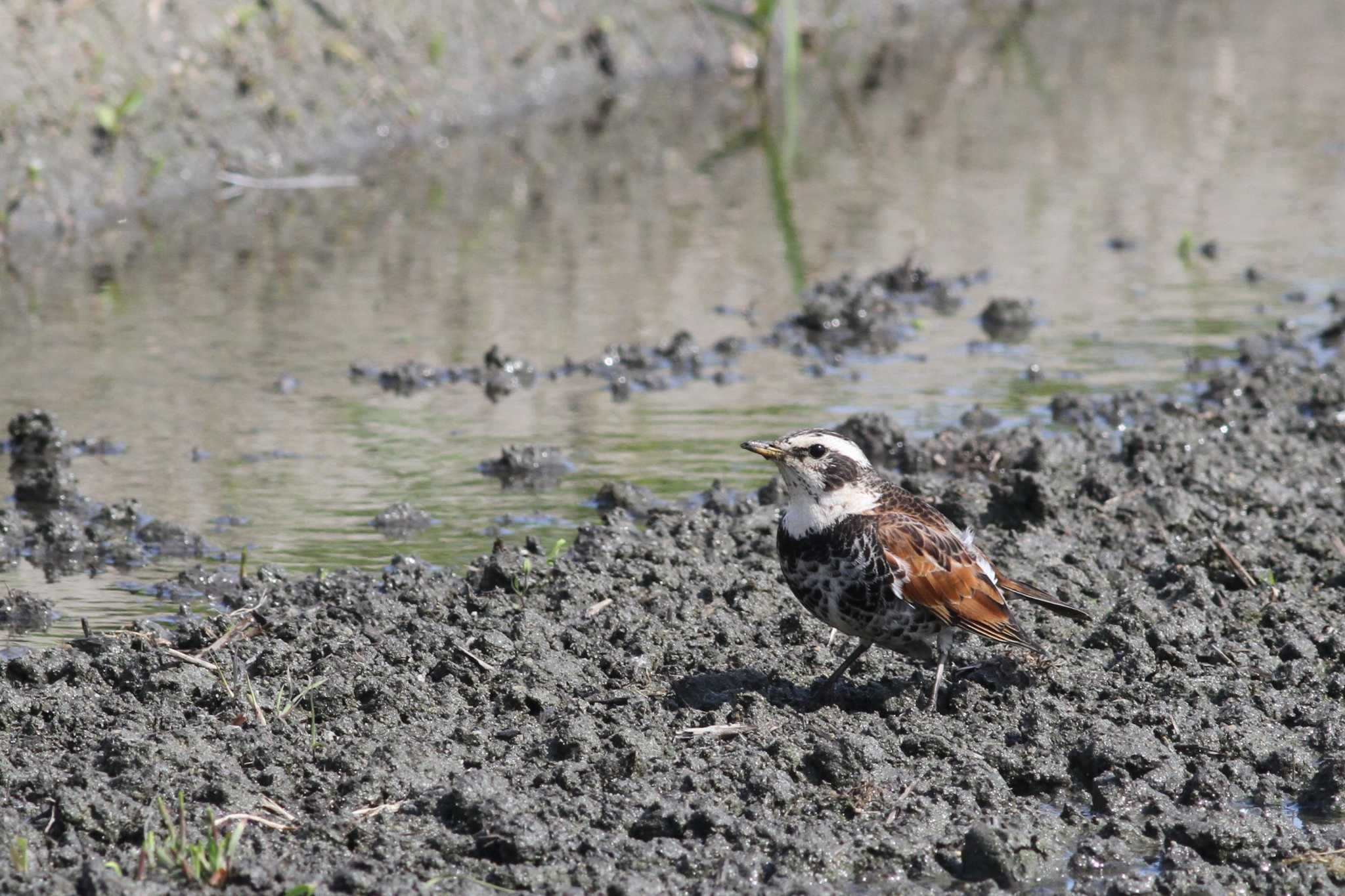 Dusky Thrush