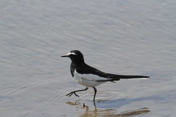 Sat, 4/11/2020 Birding report at Gonushi Coast