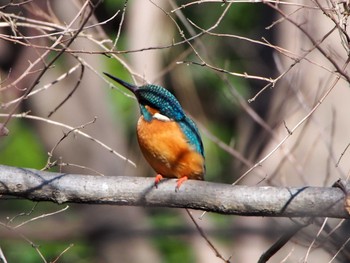 Common Kingfisher Shakujii Park Mon, 2/3/2020