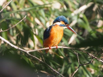 Common Kingfisher Shakujii Park Mon, 2/3/2020