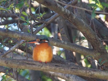 Common Kingfisher 金山緑地公園 Sun, 12/29/2019