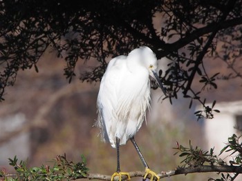 未同定 金山緑地公園 2019年12月29日(日)