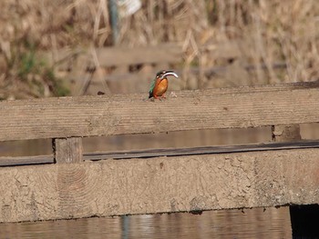 Common Kingfisher 金山緑地公園 Sun, 12/29/2019