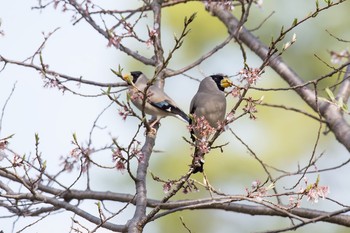 Japanese Grosbeak Yatoyama Park Wed, 4/6/2016