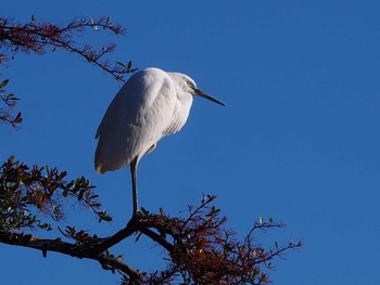 未同定 金山緑地公園 2019年12月29日(日)