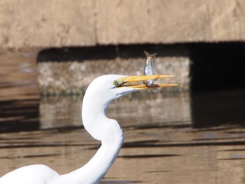 ダイサギ 金山緑地公園 2019年12月29日(日)