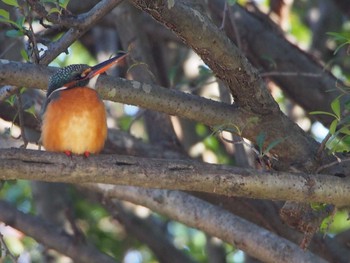 Common Kingfisher 金山緑地公園 Sun, 12/29/2019