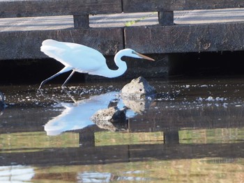 Great Egret 金山緑地公園 Sun, 12/29/2019