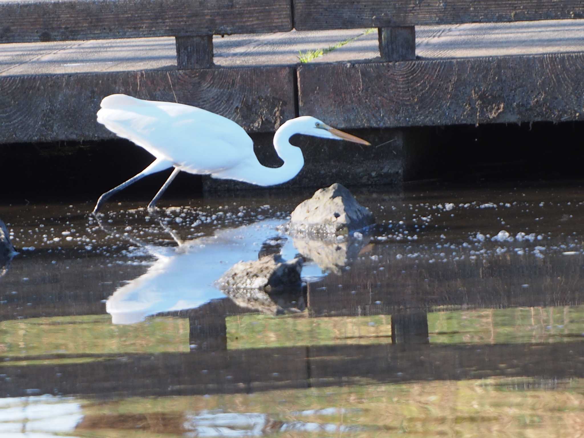 Photo of Great Egret at 金山緑地公園 by mk623