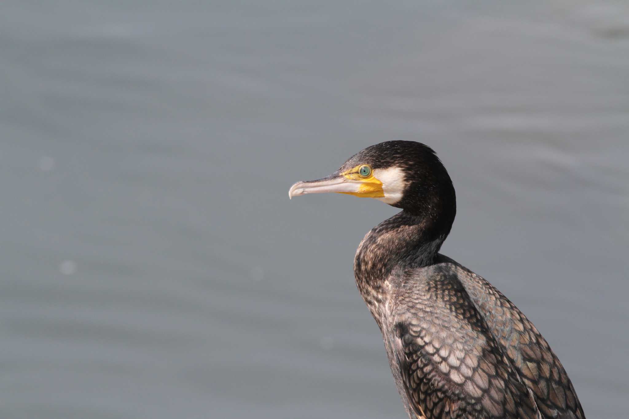 Great Cormorant