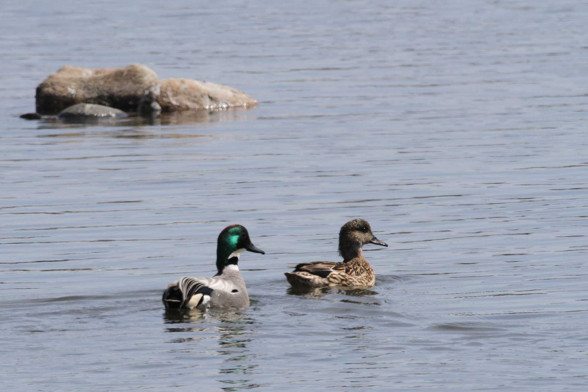 Photo of Falcated Duck at Gonushi Coast by サンダーバード