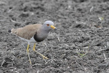 2020年3月28日(土) 五主海岸の野鳥観察記録