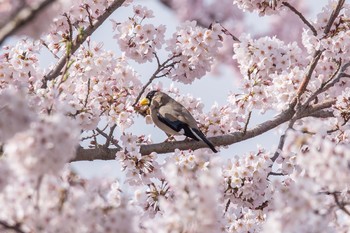 Japanese Grosbeak Yatoyama Park Wed, 4/6/2016