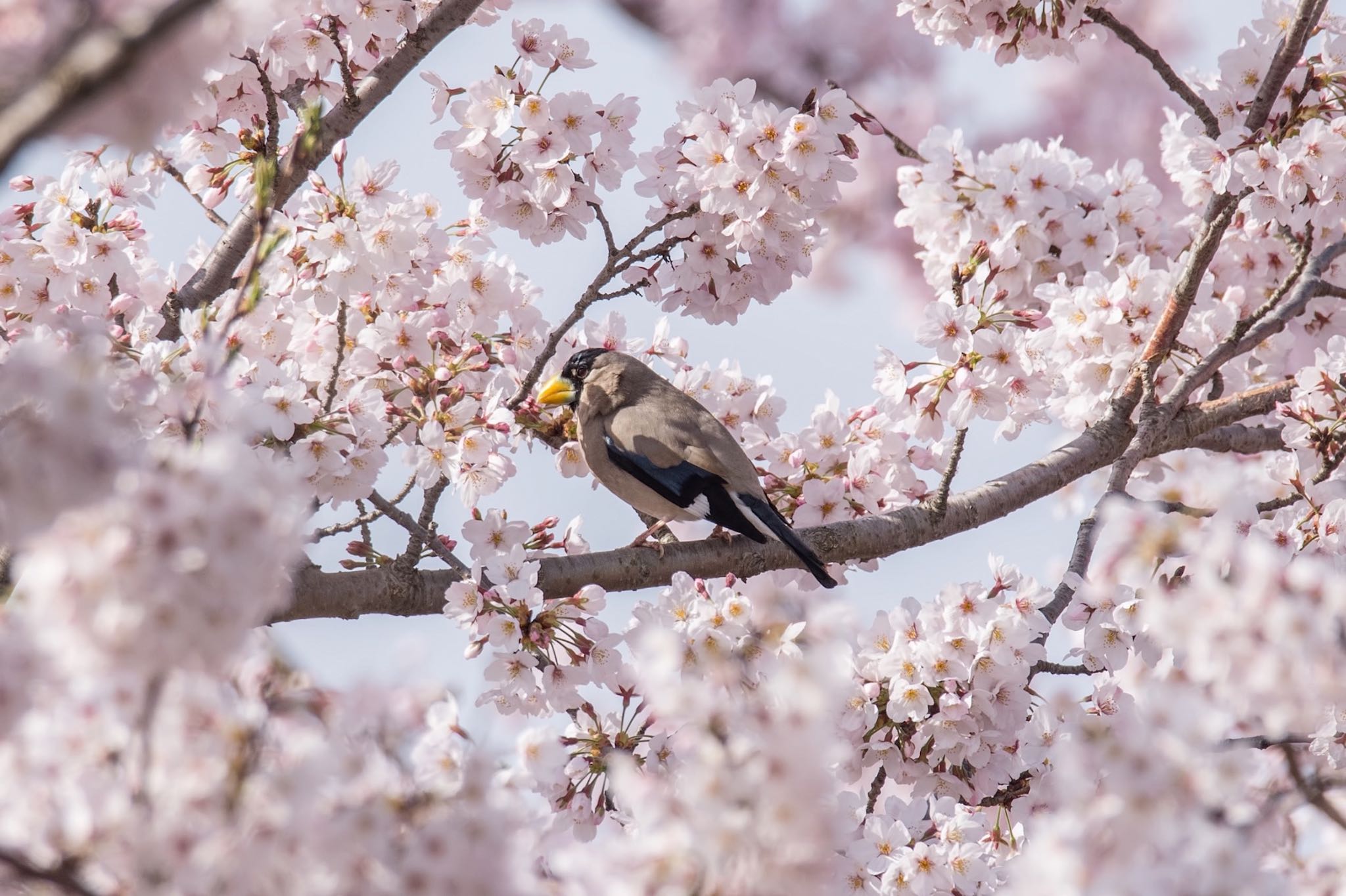 桜イカル