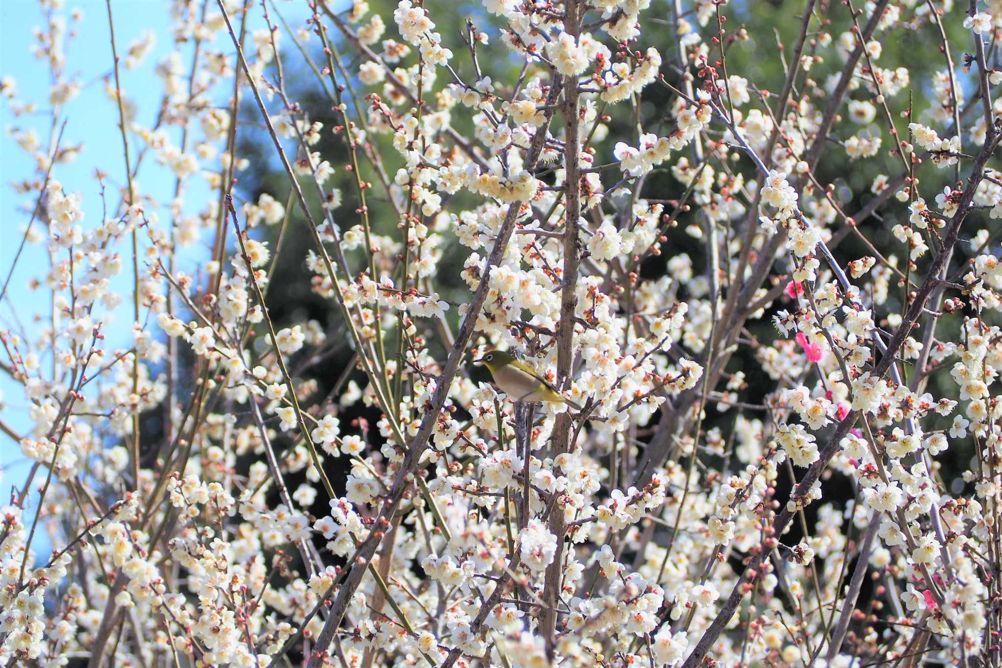 Photo of Warbling White-eye at 群馬県 by kame