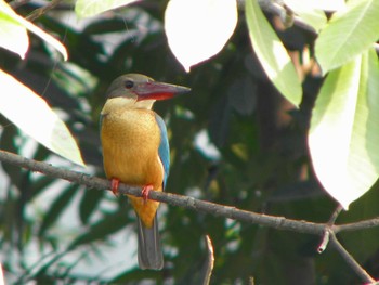 Stork-billed Kingfisher Havelock Island Sun, 12/20/2009