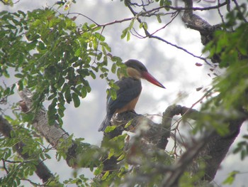 Stork-billed Kingfisher Havelock Island Sun, 12/20/2009