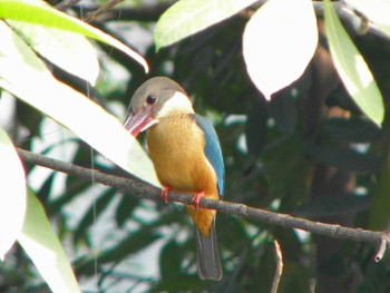 Stork-billed Kingfisher Havelock Island Sun, 12/20/2009