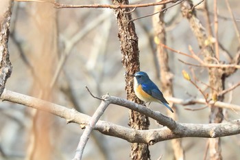 Sat, 4/18/2020 Birding report at Hakodateyama